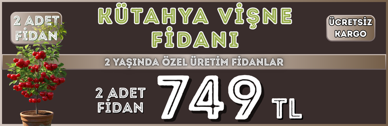 2 Adet Kütahya Vişne