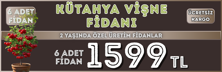 6 Adet Kütahya Vişne