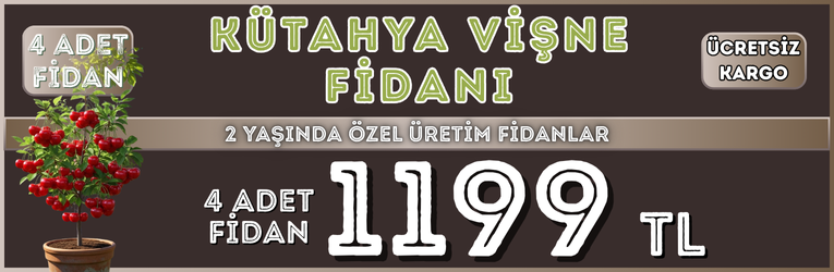 4 Adet Kütahya Vişne